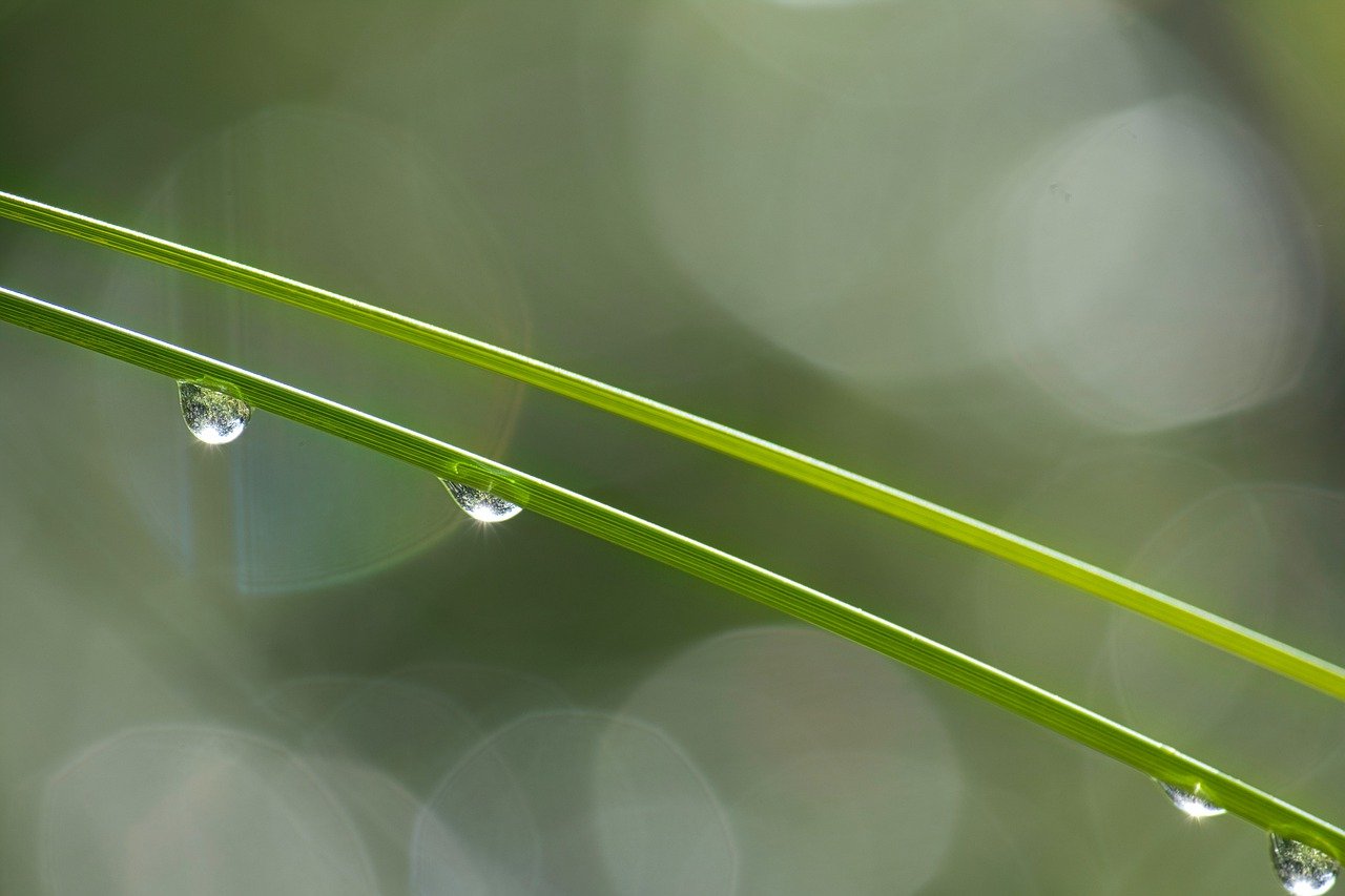 grass, dewdrop, blades of grass-7316770.jpg